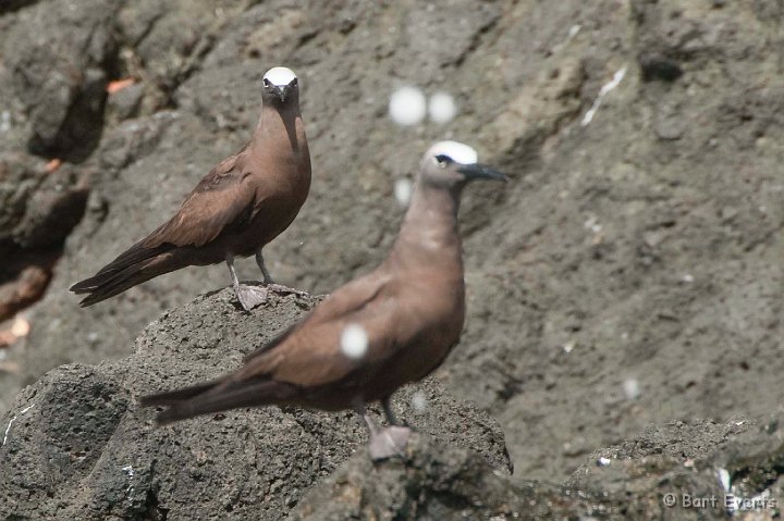 DSC_3061.JPG - Brown Noddies