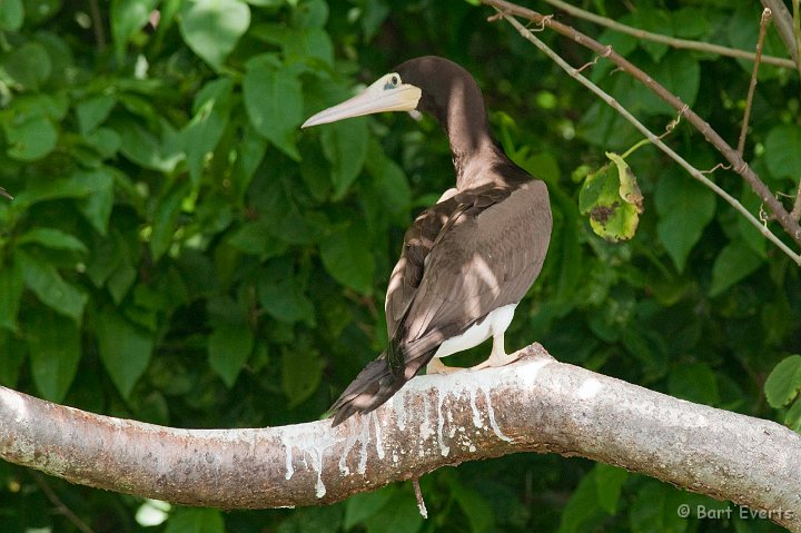 DSC_3067.JPG - Brown Boobies