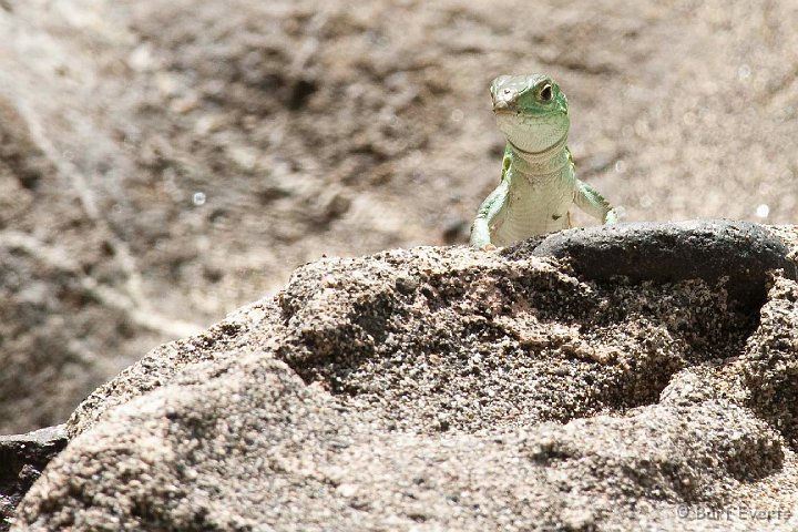 DSC_3071.JPG - Anole