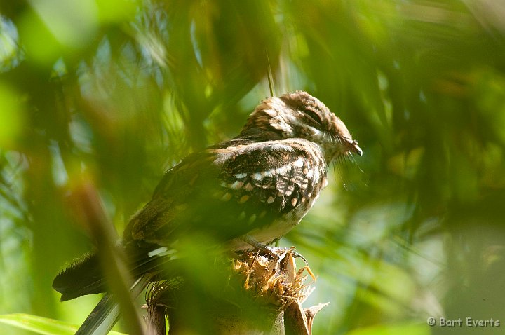 DSC_3080.JPG - White-Tailed Nightjar