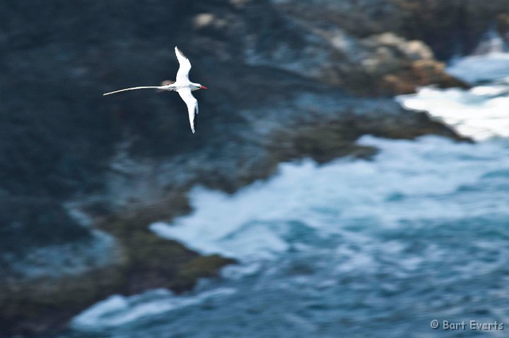 DSC_3087.JPG - Red-billed Tropicbird