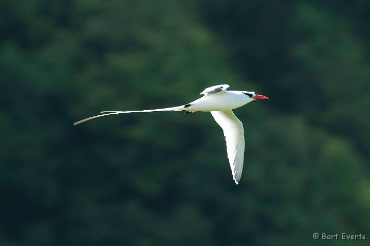 DSC_3094.JPG - Red-billed Tropicbird