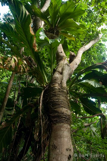 DSC_3109.JPG - Cool Roots