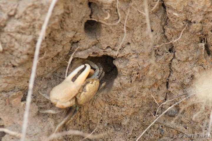 DSC_2948.JPG - Fiddler Crab