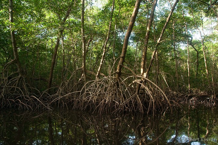 DSC_2951.JPG - Mangrove