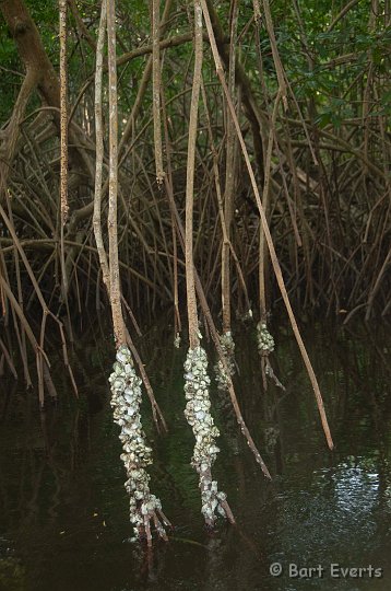 DSC_2952.JPG - Barnacles on mangroves