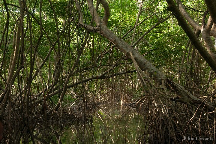 DSC_2953.JPG - mangroves