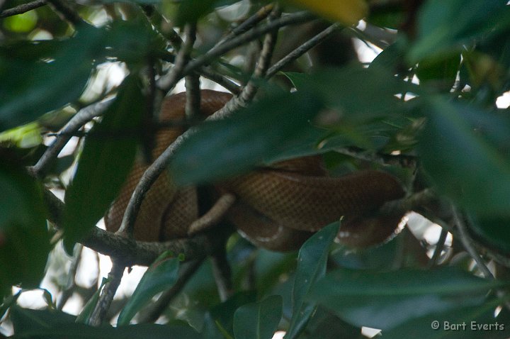 DSC_2956.JPG - Tree Boa