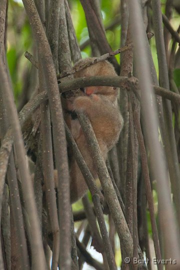 DSC_2958.JPG - Pygmy Anteater