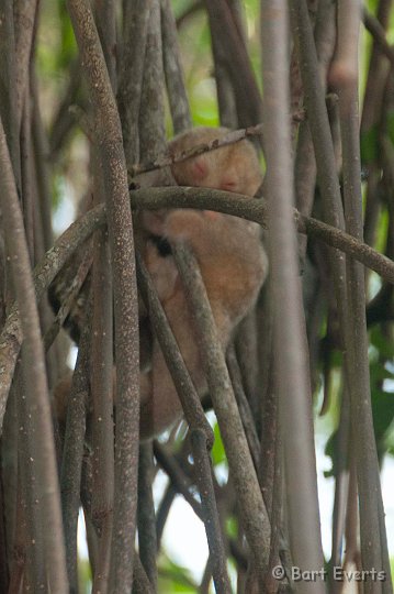 DSC_2959.JPG - Pygmy Anteater