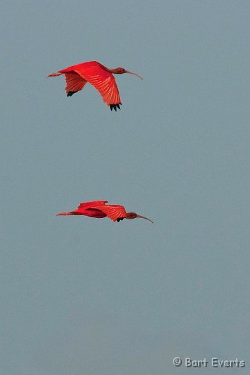 DSC_2977.JPG - Scarlet ibises