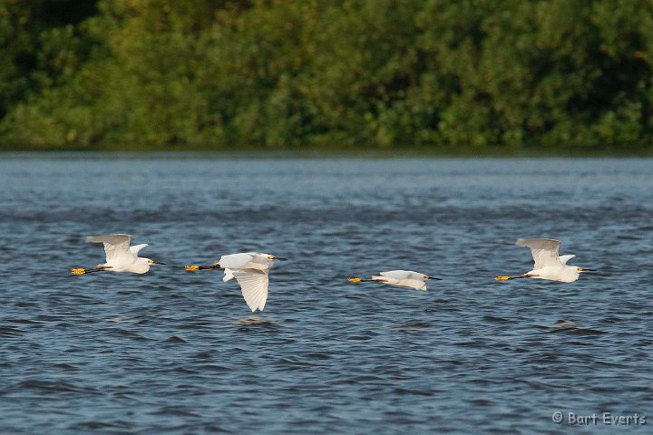 DSC_2984.JPG - Snowy Egrets