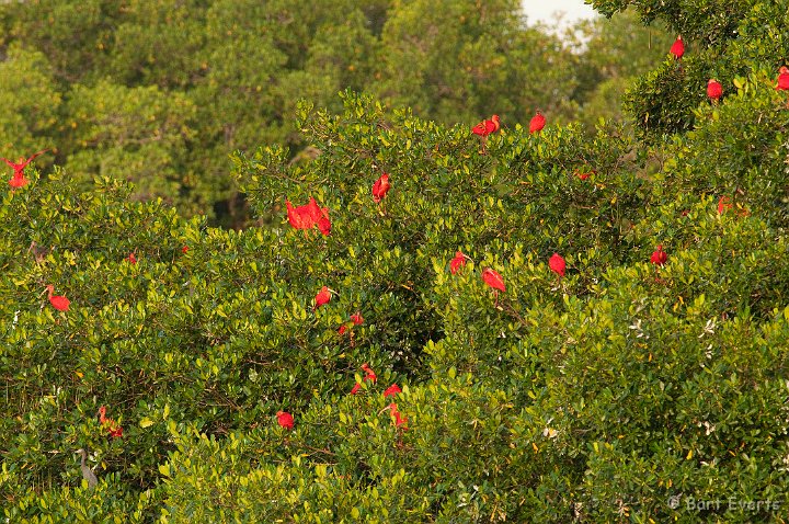 DSC_3000.JPG - Scarlet Ibises roosting