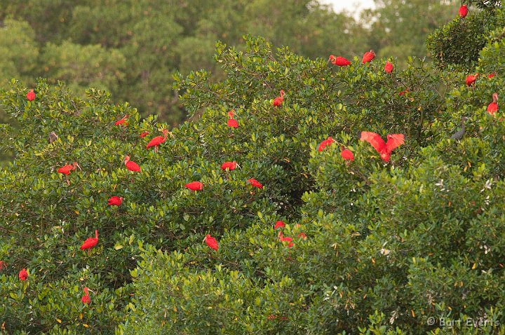 DSC_3006.JPG - Scarlet Ibises roosting