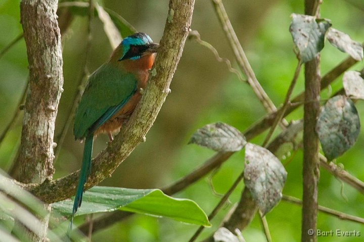 DSC_3114.JPG - Trinidad Motmot