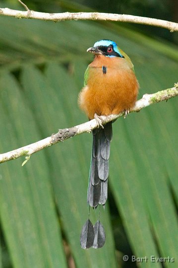 DSC_3119.JPG - Trinidad Motmot