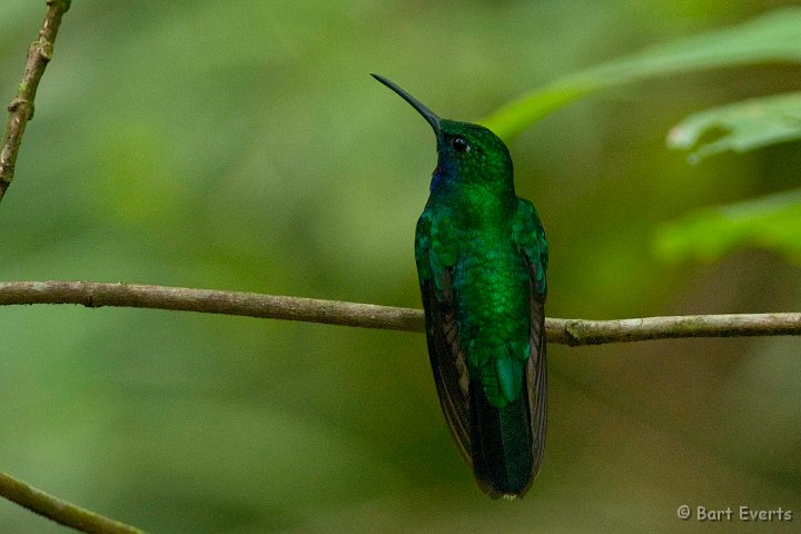 DSC_3121.JPG - White-Tailed Sabrewing