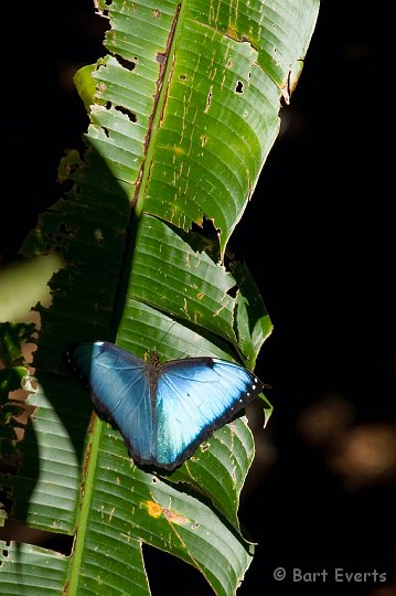 DSC_3128.JPG - Bue Morpho