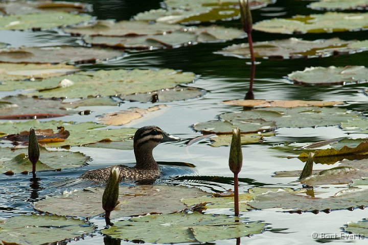 DSC_3131.JPG - Masked Duck