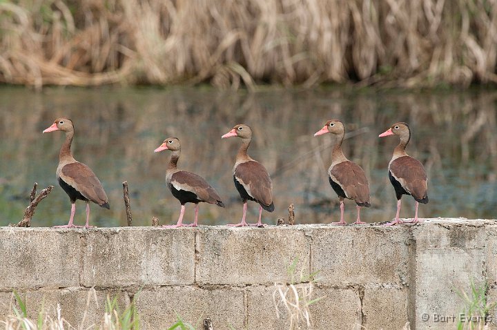 DSC_3142.JPG - Back-bellied Whistling Duck