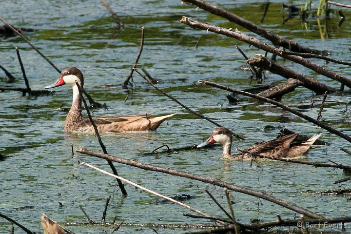 DSC_3145.JPG - White-Cheecked Pintail