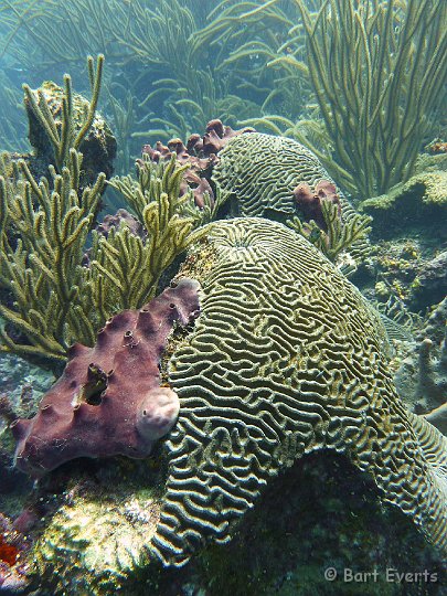 P1020134.JPG - Brain coral