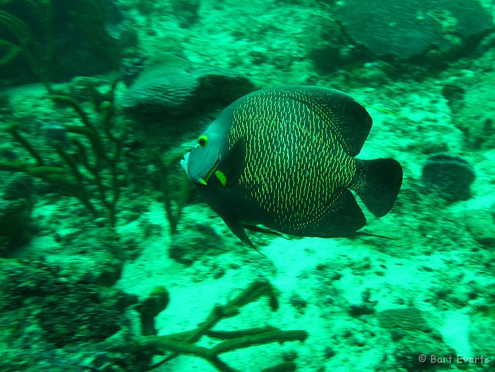 P1020144.JPG - French angelfish