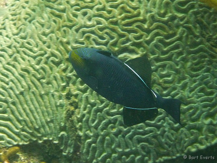 P1020166.JPG - Triggerfish