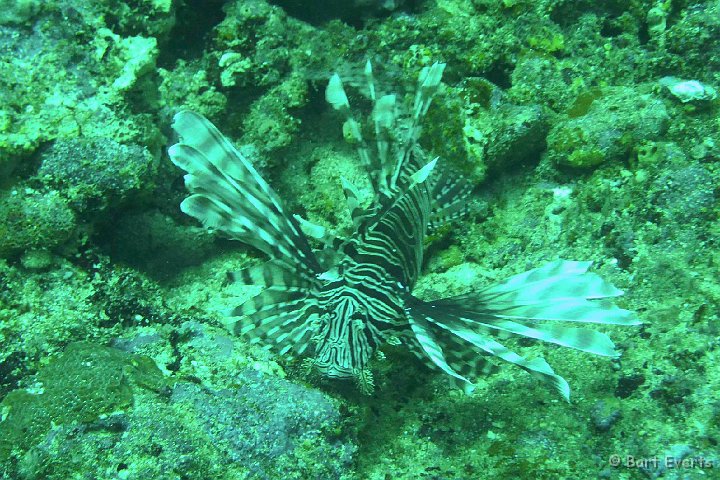 P1020178.JPG - Lionfish