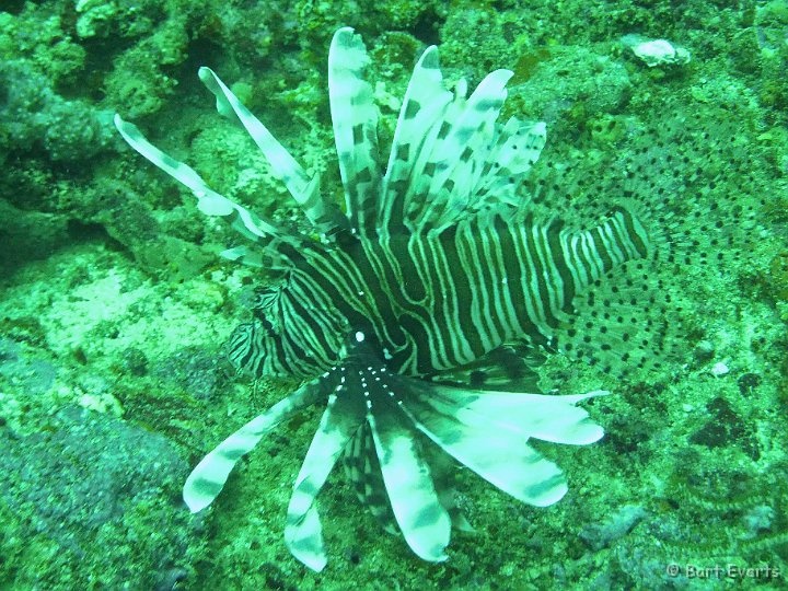 P1020179.JPG - Lionfish