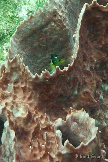 P1020180.JPG - Peeking fish