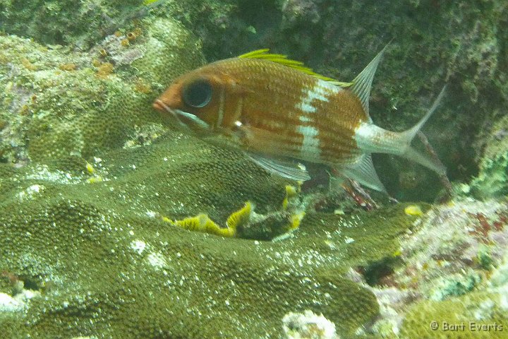 P1020183.JPG - Squirrelfish