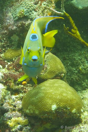 P1020184.JPG - Queen Angelfish