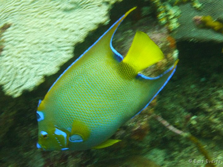 P1020189.JPG - Queen Angelfish