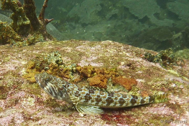 P1020201.JPG - Sand Diver