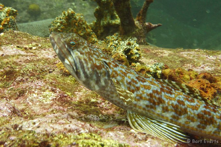 P1020203.JPG - Sand Diver