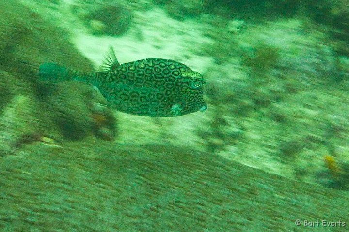 P1020211.JPG - Honeycomb Trunkfish