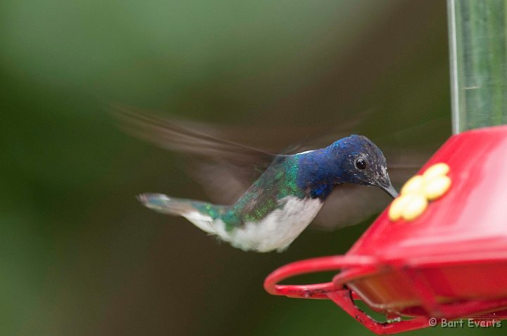 DSC_2891.JPG - White-necked Jacobin