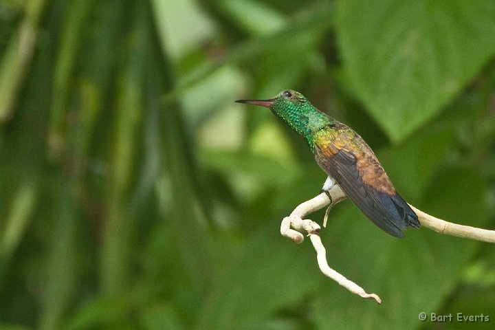 DSC_2894.JPG - Cupper-rumped Hummingbird