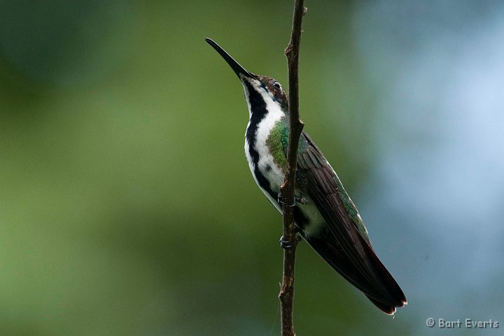 DSC_2901.JPG - Black-breasted Mango (female)