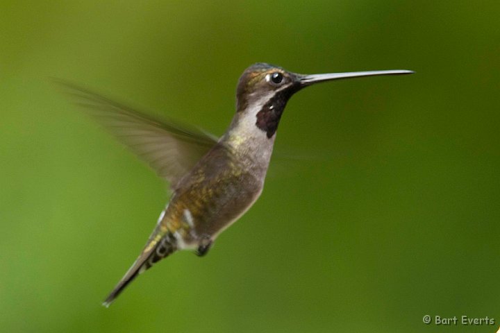 DSC_2913.JPG - Long-billed Starthroat