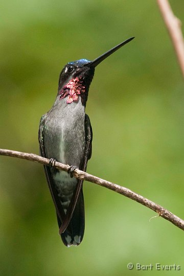 DSC_2916.JPG - Long-billed Starthroat