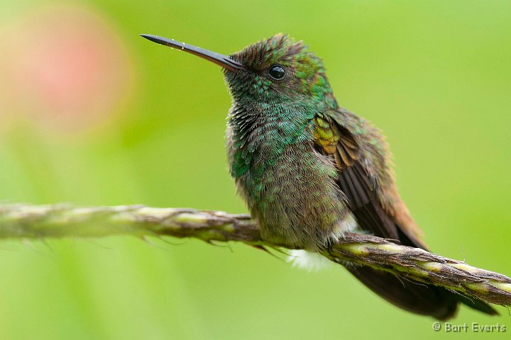 DSC_2918.JPG - Copper-rumped Hummingbird