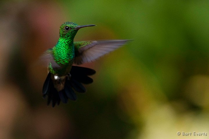 DSC_2929.JPG - Copper-rumped Hummingbird