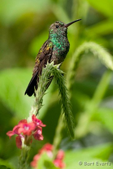 DSC_2944.JPG - Copper-rumped Hummingbird