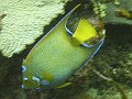 Tobago diving