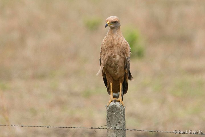 DSC_6264.JPG - There we go: Savannah Hawk