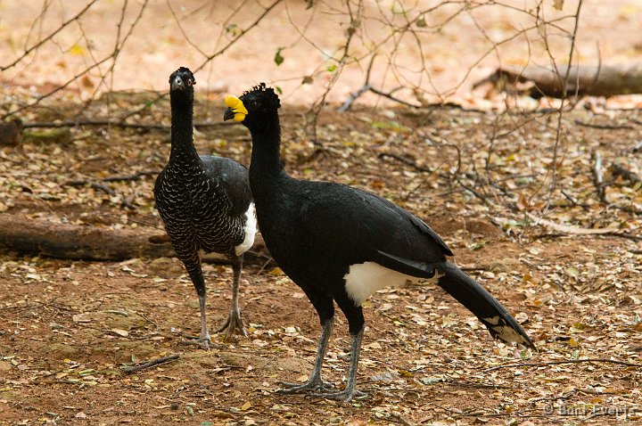 DSC_6270.JPG - The Near Threatened Yellow-Knobbed Curassow