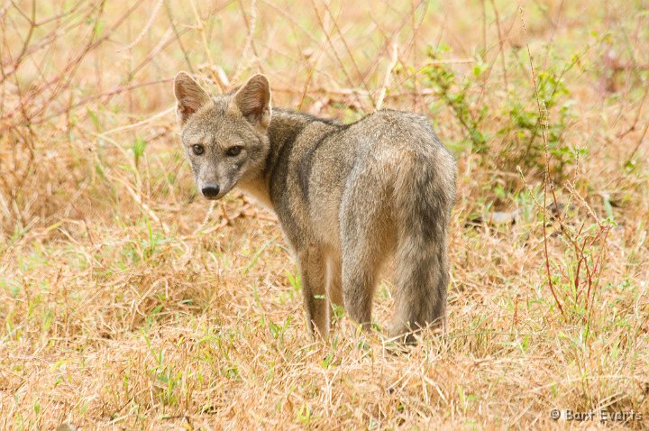 DSC_6314.JPG - Crab-eating Fox