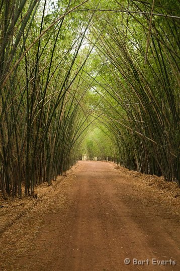 DSC_6319.JPG - Bamboo-Lane